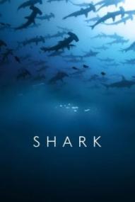 Sharks - Gefürchtete Räuber - Staffel 1 ([xfvalue_year limit=